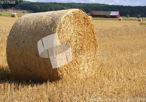 Image of Straw Bale In Field