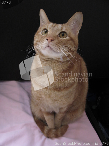 Image of cat sitting in front of a black card, 4