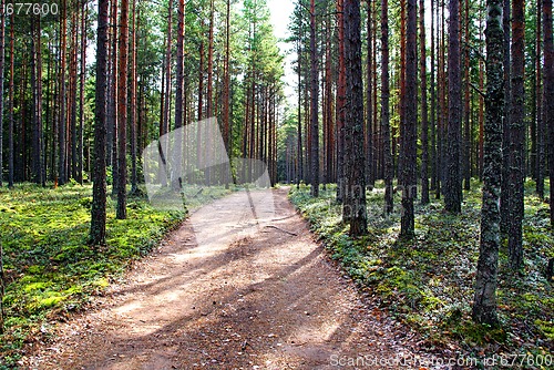 Image of Forest Path