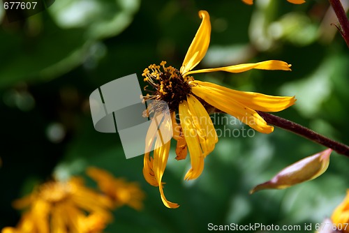 Image of Ligularia Flower in Autumn