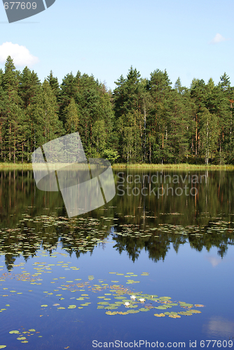 Image of Forest Lake Reflections