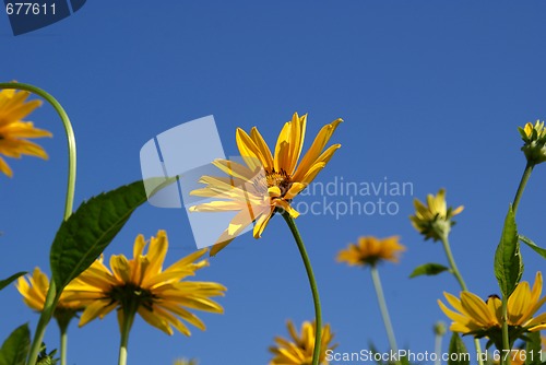 Image of Yellow Oxeye Sunflowers (Heliopsis helianthoides)