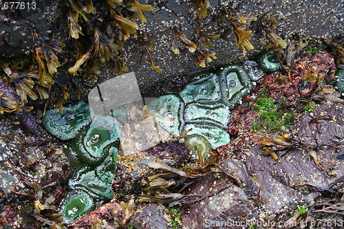 Image of Sea Anemones