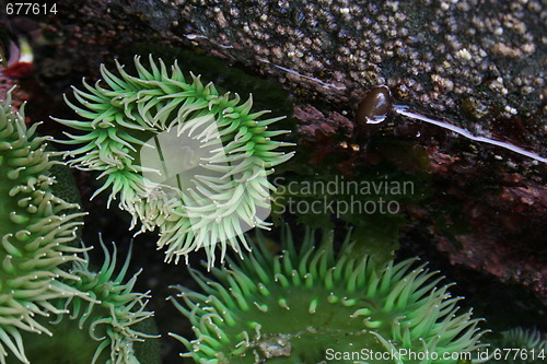 Image of Sea Anemones in Tide Pool