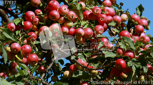 Image of Apples on the apple tree