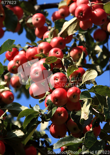 Image of Apples on the apple tree