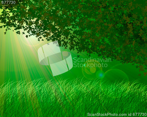 Image of Forest background