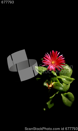 Image of Red flower on a black background