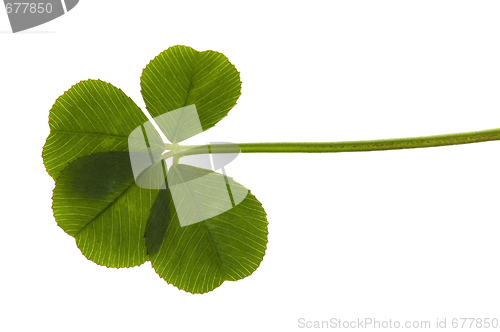 Image of Four Leaf Clover isolated on the white background