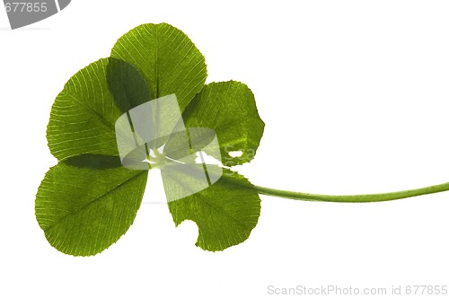 Image of Five Leaf Clover isolated on the white background