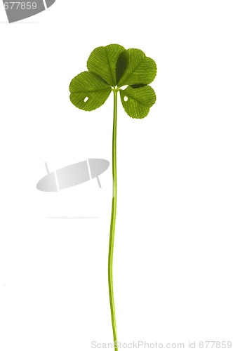 Image of Four Leaf Clover isolated on the white background