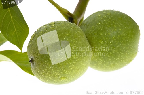 Image of growing walnuts isolated on the white