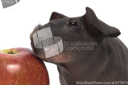 Image of skinny guinea pig and red apple h on white background