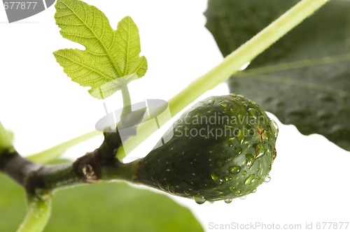 Image of fig tree with fruit