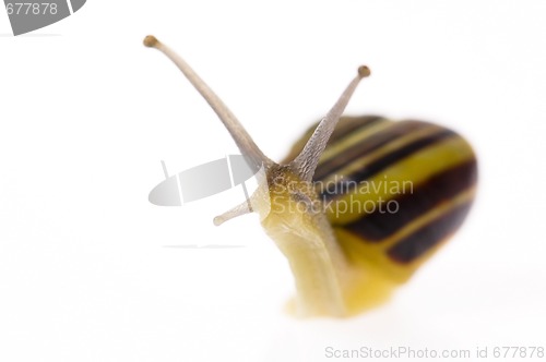 Image of Edible snail on the white background