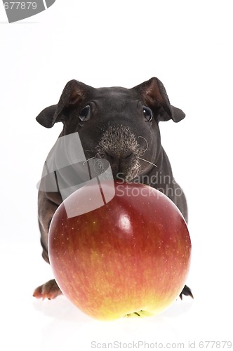 Image of skinny guinea pig and red apple h on white background