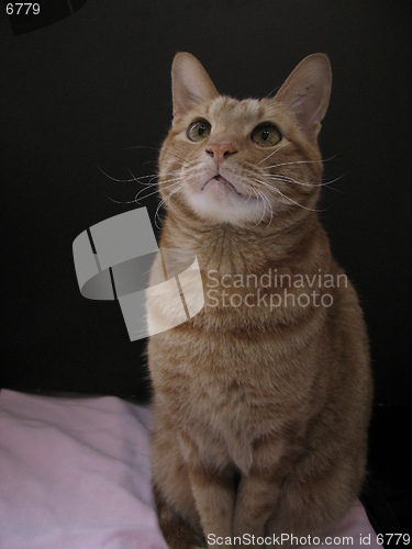 Image of cat sitting in front of a black card, 7