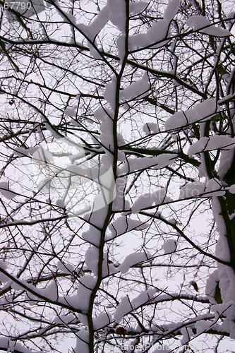 Image of winter