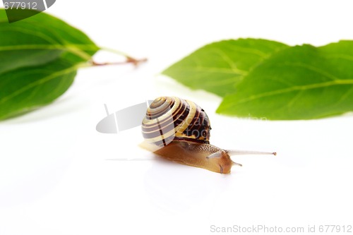 Image of snail and leafs