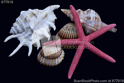 Image of Starfish and shells