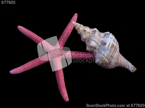 Image of Starfish and shells