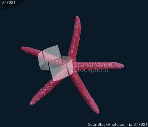 Image of Starfish