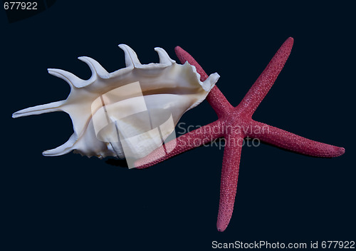 Image of Starfish and shells
