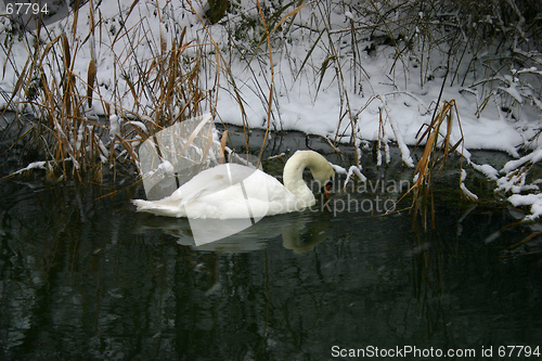 Image of swan