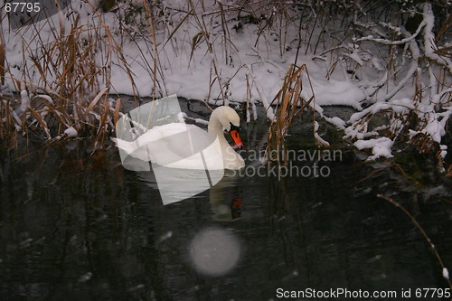 Image of swan on winter