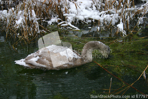 Image of swan