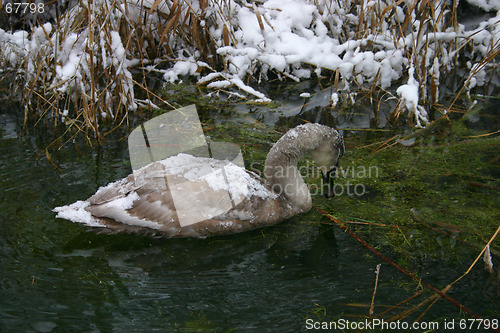 Image of swan