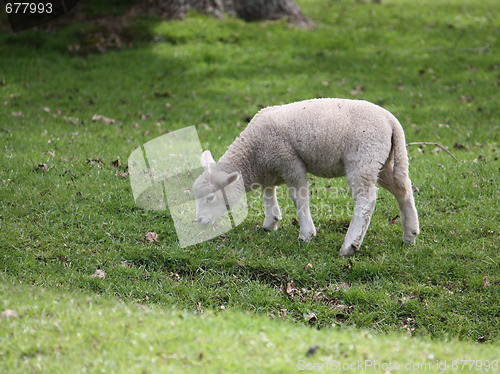 Image of Grazing lamb