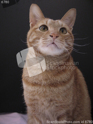 Image of cat sitting in front of a black card, 8