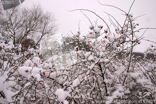 Image of rosehip on winter