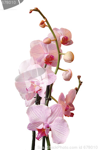 Image of Orchidea Flower