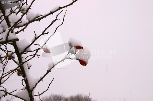 Image of rosehip on winter