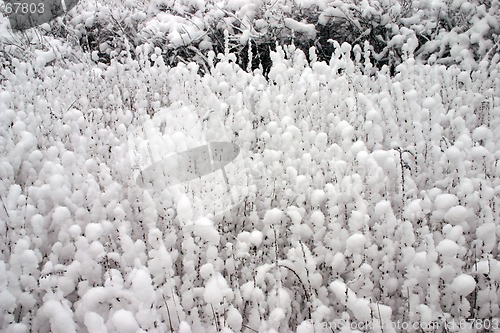 Image of snow that cotton