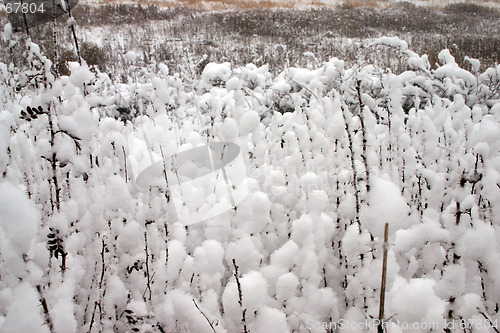 Image of snow that cotton