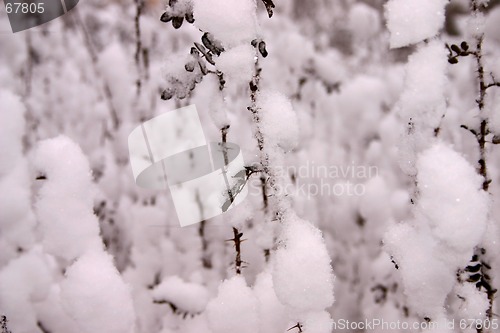 Image of snow that cotton