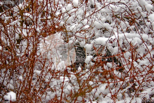 Image of winter