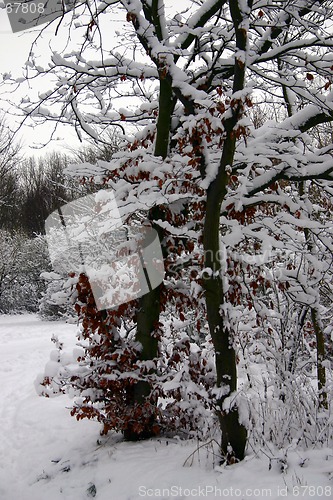 Image of winter