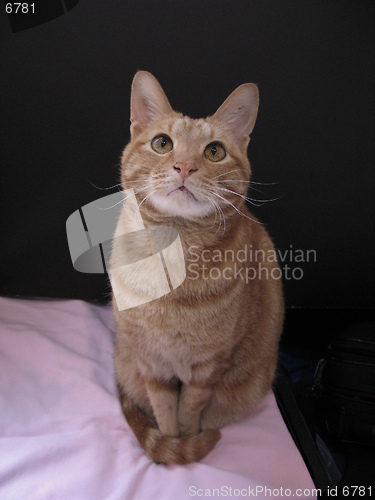 Image of cat sitting in front of a black card, 9