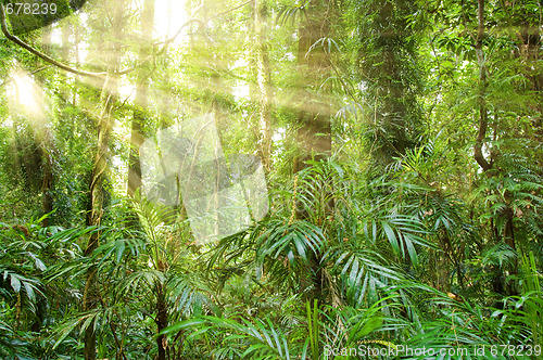 Image of sunlight in dorrigo world heritage rainforest