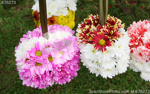 Image of Flowers