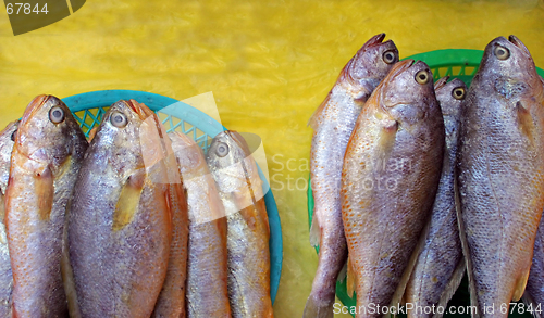 Image of Fish