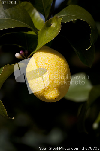 Image of Lemon on a tree