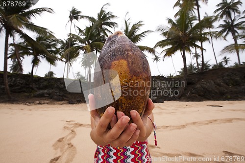 Image of Coconut head