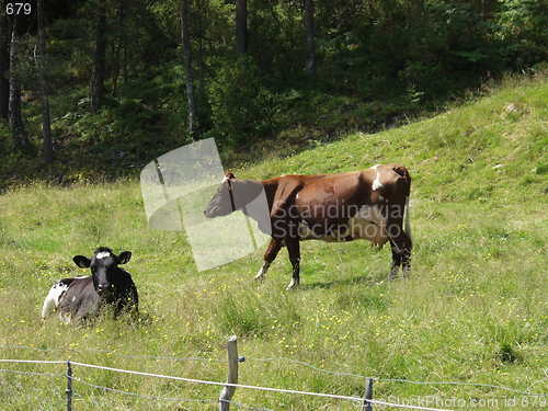 Image of Cows