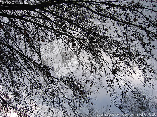 Image of old tree in winter