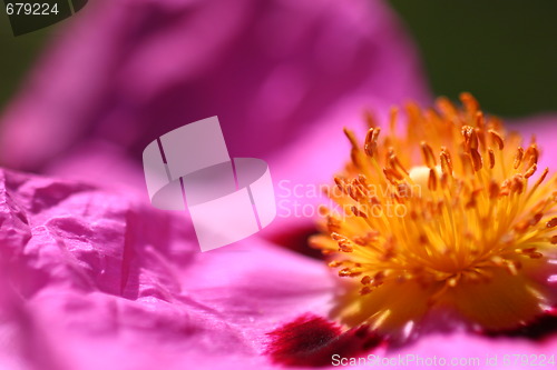 Image of Pink Rockrose